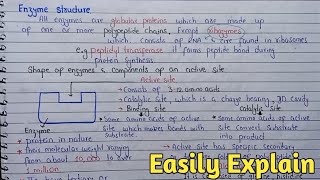 Enzyme Structure  Shape And Components Of Active Site  Cofactor Class 11 [upl. by Bonn]