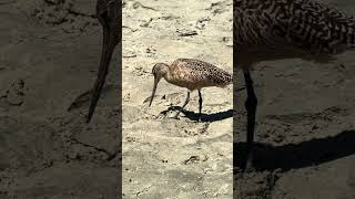 Marbled Godwit Foraging [upl. by Notserc443]