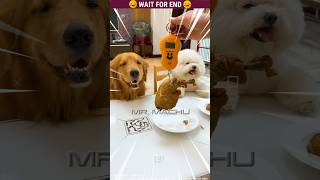 Micky 🐶Part110 Story Of Amazing Dog 🐕  Malayalam Funny  The dogs are cute and funny dog shorts [upl. by Yurik691]