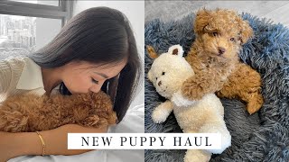 HUGE PUPPY HAUL New puppy essentials checklist [upl. by Julee124]