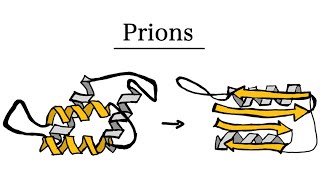 What are Prions  MCAT Biology [upl. by Younglove770]