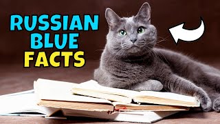 10 Fun Facts About Russian Blue Cats [upl. by Katha650]