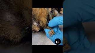 PIMPLE BLACKHEAD ON CAT😱🤯😨shorts [upl. by Audrit565]