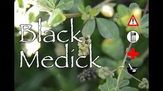 Black Medick Cautions Edible amp Medicinal [upl. by Aurlie167]