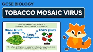 Tobacco Mosaic Virus  Viral Diseases  GCSE Biology [upl. by Clothilde]