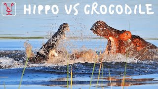 Hippo tries to rescue antelope from Crocodiles [upl. by Elsie722]