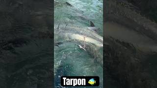 Feeding Tarpon Is So Fun To Watch saltwater tarpon fishing fish bass freshwaterfish god [upl. by Notelrac]