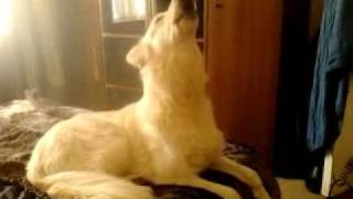 White German Shepherd dog howling to you tube clip likely to make your dog howl [upl. by Ear]