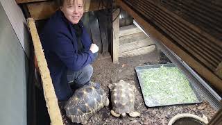 Eleanors Tortoise Tour 🇬🇧 UK March 2024 [upl. by Ayisan]