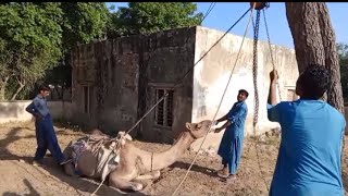 The camel was lifted up with a chainsaw [upl. by Lyrak475]