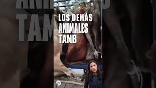 La industria de la carne provoca terribles padecimientos a los animales 😡 animales carneasada [upl. by Aicenav]