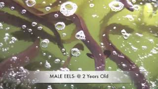 How To Grow Eels EEL FARMING IN AUSTRALIA [upl. by Htebasil195]