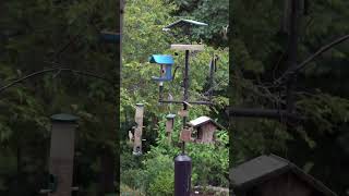 Peaceful moments at the bird feeders birdwatching backyardbirds nature wildlife birds [upl. by Erimahs229]