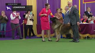 Leonbergers  Breed Judging 2019 [upl. by Shamma]