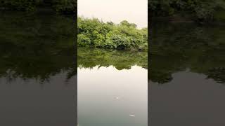 fishingvideo fishing fish fishingrod rod fishcatch bigfish riverside nature naturesounds [upl. by Mcconaghy]