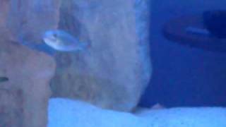 Ophthalmotilapia ventralis Mtoto spawning 2 [upl. by Anovad]