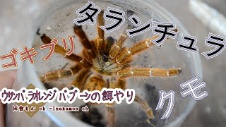 【蜘蛛】ウサンバラオレンジバブーンの餌やり Feeding Pterinochilus murinus [upl. by Eugatnom]