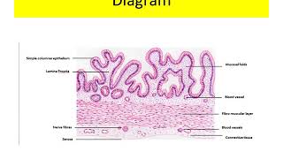 Histology of Gall Bladder [upl. by Fishback]