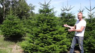 Nordman Fir Christmas Tree Guide [upl. by Alguire]