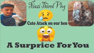 Niazi third vlog 🥰 Cato Na Murgi per Attack ker dia 🥺 [upl. by Wanda605]