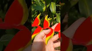 Como cuidar das Heliconias heliconia plantas flores [upl. by Euqinomad]