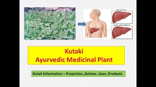 Kutki l Picrorhiza Kurroa l Health Benefits of Kutki l Kutaki  Liver Tonic l Medicinal Plant [upl. by Lawtun]