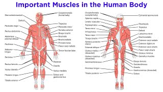 The Muscular System [upl. by Idnerb]