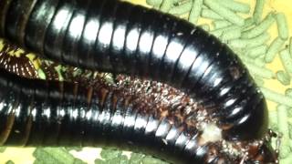 Giant millipedes mating [upl. by Southworth781]