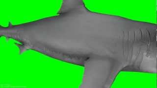 Shark Green screen overlay [upl. by Enelav811]