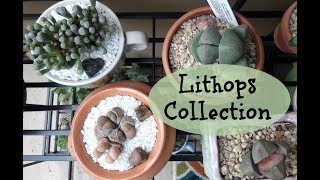 Lithops Collection Baby Toes Lithops Unboxing Living Stones [upl. by Ettari]