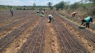 challenges faced during onion transplanting and How do you overcome them onion growing [upl. by Joannes]