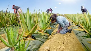 How They Harvest amp Process Millions of Aloe Vera Leaves [upl. by Ariadne361]