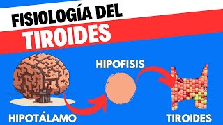 Fisiología del eje Hipotálamohipófisistiroides [upl. by Gwenora]