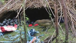 Vogelkops bowerbird Sujan Chatterjee [upl. by Marino]