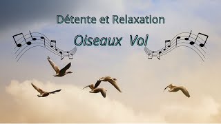 Oiseau Vol Détente et Relaxation Oiseau dans le Ciel Détente Méditation Oiseaux Vol des Oiseaux [upl. by Chivers155]