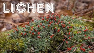 Introduction to Lichen Growth Forms Reproduction and Value [upl. by Accebber]