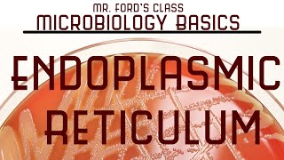 Endoplasmic Reticulum  Microbiology Lectures [upl. by Sheba]