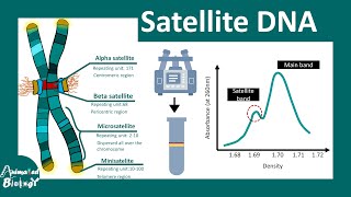 Satellite DNA  Minisatellite and Microsatellite  Short Tandem Repeats  Molbio [upl. by Acirem]