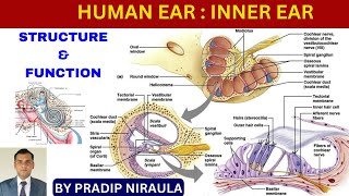 HUMAN EAR STRUCTURE amp FUNCTION PARTII  INNER EAR II CLASS12ZOOLOGY II PRADIP NIRAULA [upl. by Dita]