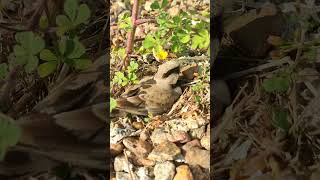 Nesting Hatching Full Growth of Sparrow Birds  Chipping Sparrow Birds Song  Beautiful Sparrow Bird [upl. by Ecirual]