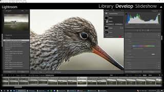 Bird Photography  Lightroom workflow [upl. by Aisak]