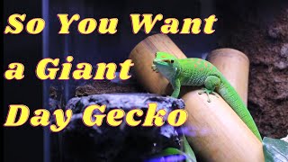 Giant Day Gecko Care Guide  What its REALLY like to own a Giant Day Gecko [upl. by Kealey233]