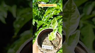 👉 Variegated Euphorbia plant  propagation shorts garden gardening gardeningtips viral [upl. by Ellmyer876]