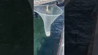 Catching Live Bait Fish off of The Skyway Bridge fishing baitfishing outdoors [upl. by Aicylla]