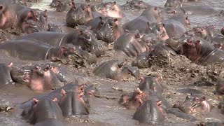 30 Hippos Defend Against One Crocodile  ViralHog [upl. by Atiken]