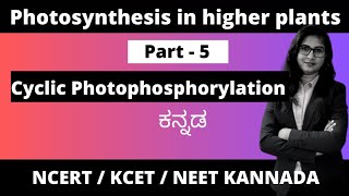 Photosynthesis in higher plants Part  5  Cyclic Photophosphorylation 1stpuc biologyinkannada [upl. by Dusa]