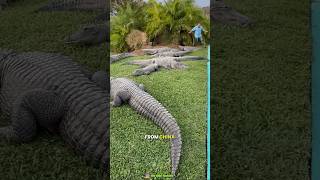 Why don’t Crocodiles attack this Man facts amazingsfacts trendingfacts [upl. by Sylirama14]