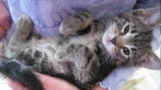 Orphaned Kitten Care How to Videos  How to Wean Orphaned Kittens onto Solid Foods [upl. by Elboa]