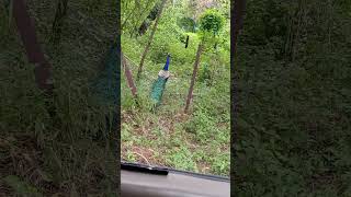 🦚Peacock Sound Short Video🦚 Shorts Peacock Shorts [upl. by Attevad]