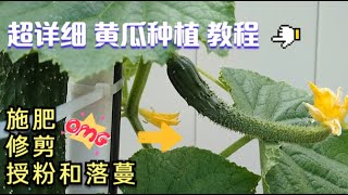 EP43 黄瓜的施肥，修剪，授粉和落蔓 （CC字幕） [upl. by Nainatrad]